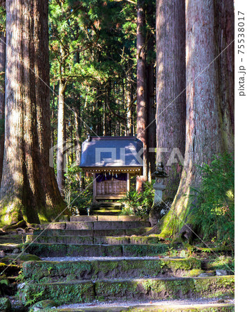 巨木と立山大宮（縦） 75538017