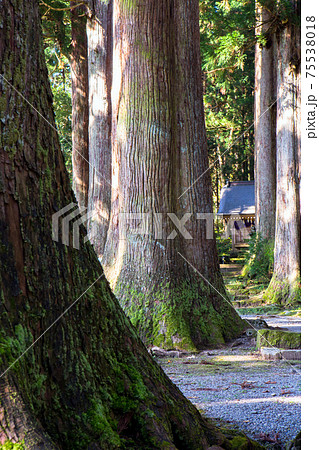 巨杉の森と立山大宮（縦） 75538018