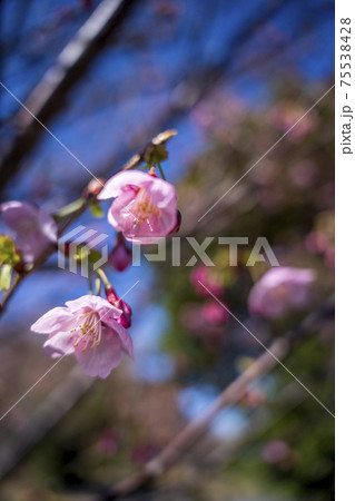 嵐去った公園の青空に河津桜が花を開いた 嵐去った公園の青空に河津桜が花を開いた 75538428