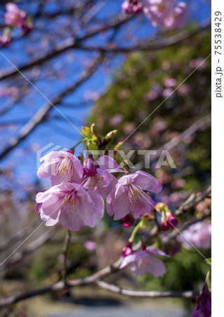 嵐去った公園の青空に河津桜が花を開いた 嵐去った公園の青空に河津桜が花を開いた 75538429