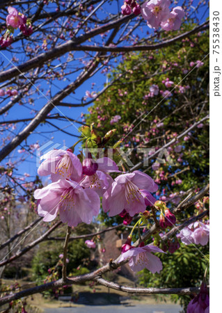 嵐去った公園の青空に河津桜が花を開いた 嵐去った公園の青空に河津桜が花を開いた 75538430
