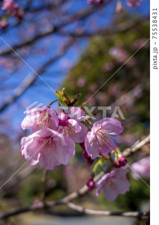 嵐去った公園の青空に河津桜が花を開いた 75538431
