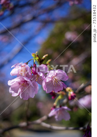嵐去った公園の青空に河津桜が花を開いた 75538432