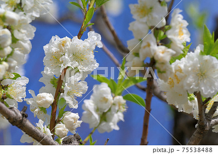 花桃 大阪城公園 桃園 大阪市の写真素材