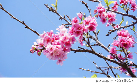 青空と桜 青空と桜 75538617