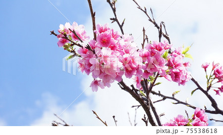 晴れた空と桜 晴れた空と桜 75538618