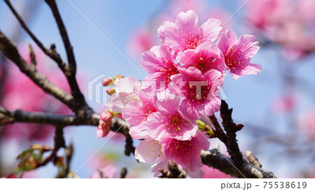 サクラのクローズアップ サクラのクローズアップ 75538619