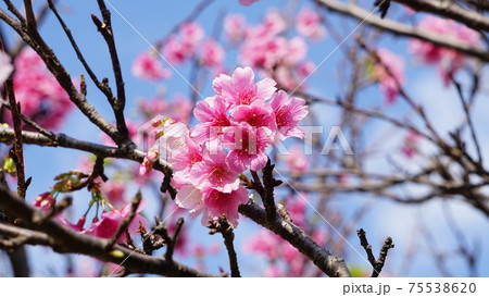 沖縄の桜 沖縄の桜 75538620