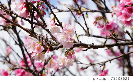 満開のヒカンサクラ 75538621