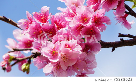 密集度抜群の桜 密集度抜群の桜 75538622