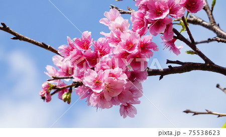 春の気配 春の気配 75538623