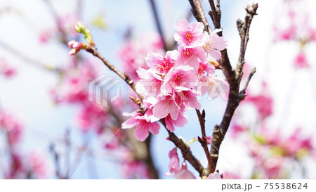 咲き乱れる沖縄の桜 75538624
