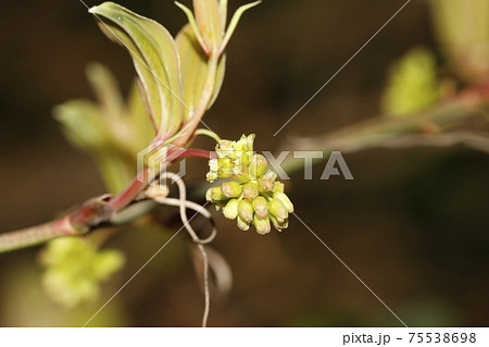 サルトリイバラの蕾の写真素材