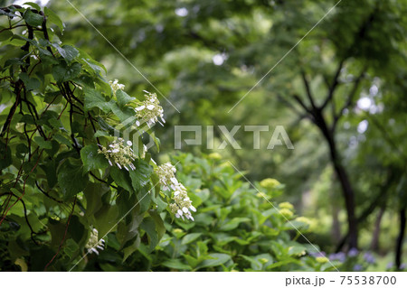 イワガラミ 75538700