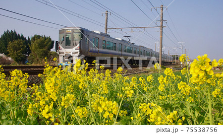 菜の花と阪和線紀州路快速 和歌山県和歌山市 菜の花と阪和線紀州路快速 和歌山県和歌山市 75538756