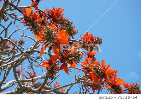 デイゴ開花 デイゴ開花 75538764