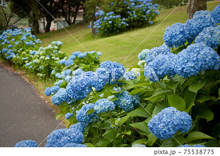 鹿屋バラ園の青い紫陽花と遊歩道の写真素材 [75538775] - PIXTA