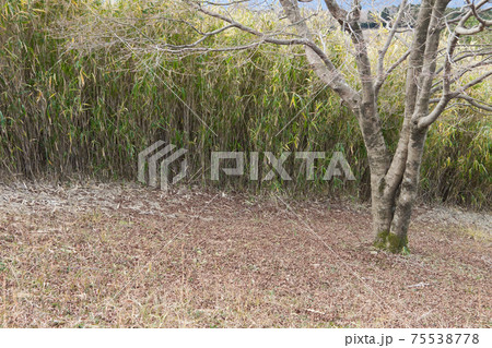 登山道にある笹の群生 75538778