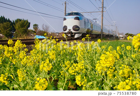 菜の花とパンダくろしお　和歌山県和歌山市 75538780