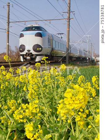 菜の花とパンダくろしお　和歌山県和歌山市 75538781