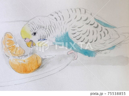 ミカンの筋を食べるセキセイインコのイラスト素材 ミカンの筋を食べるセキセイインコのイラスト素材