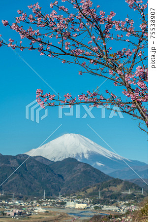 【松田町松田山、満開の河津桜と富士山】 【松田町松田山、満開の河津桜と富士山】 75538907