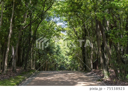 樹林の道 樹林の道 75538923