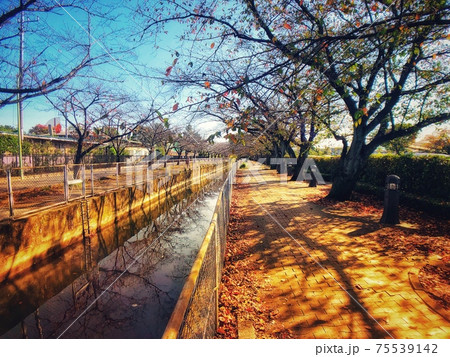 青空と川と川沿いの一本道がある秋の街並みの風景 75539142