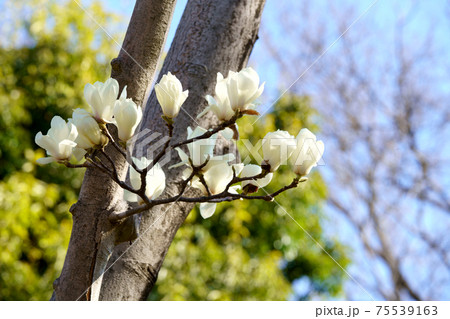 ハクモクレンの白い花 ハクモクレンの白い花 75539163
