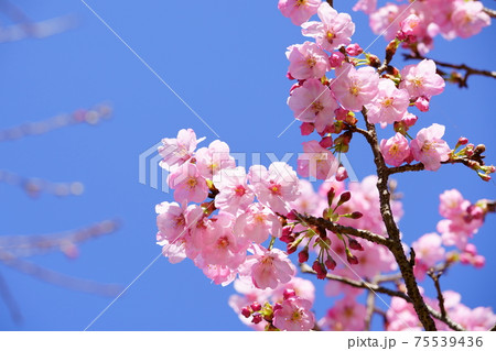 薄桃色の桜の花 75539436
