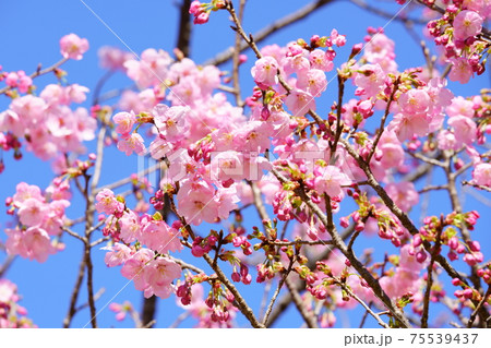 薄桃色の桜の花 薄桃色の桜の花 75539437