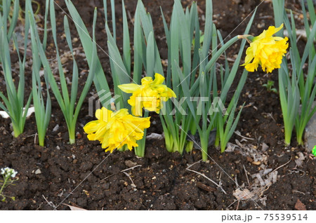 水仙の花(忍野八海/山梨県南都留郡忍野村忍草) 水仙の花(忍野八海/山梨県南都留郡忍野村忍草) 75539514