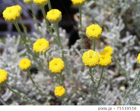 サントリナグレーの写真素材