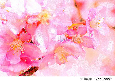 桜咲く春爛漫の艶やかさ 75539697