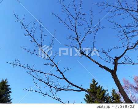 青空に葉がない枝を広げる木 75539702