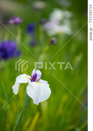 可憐に咲く花しょうぶ 可憐に咲く花しょうぶ 75539714