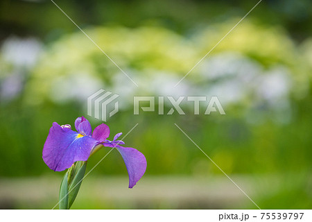 可憐に咲く花しょうぶ 75539797