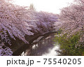 満開の桜と川 75540205