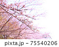 満開の桜 75540206