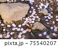 水面の桜の花びら 75540207