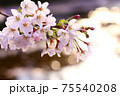 桜と玉ボケ 75540208