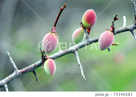 木になった梅の実 75540381