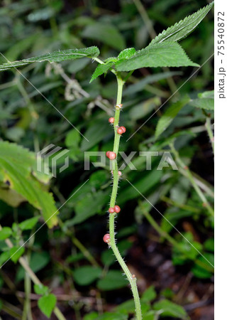 ムカゴイラクサのむかご（北海道・知床） 75540872