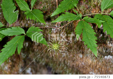 ミヤマハンショウヅルの実（北海道・層雲峡） 75540873