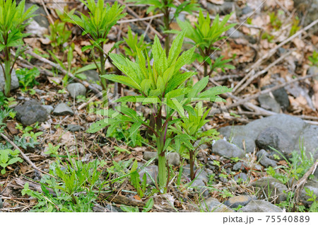 ハンゴンソウの芽(北海道・知床) ハンゴンソウの芽(北海道・知床) 75540889