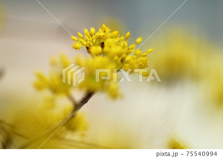 サンシュウ サンシュウ 75540994