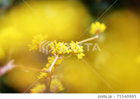 サンシュウ 75540995