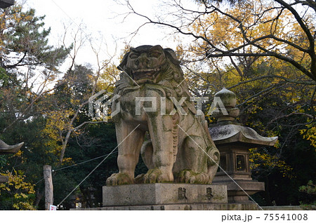 唐獅子の石像(住吉大社/大阪府大阪市住吉区住吉) 唐獅子の石像(住吉大社/大阪府大阪市住吉区住吉) 75541008