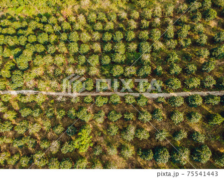 Aerial drone view of a green coffee field in Vietnam 75541443