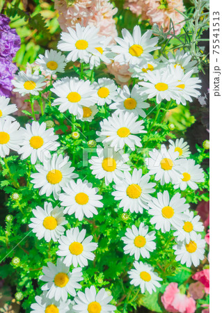 マーガレット マーガレット 75541513